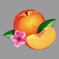 Phoenix_Bankrupt_CD_Cover